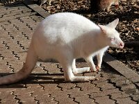 Tiere 0014