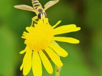 Natur 0002