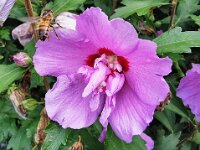 Natur 0009