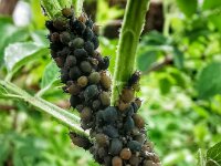 Natur 0013