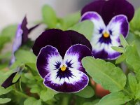 Natur 0019