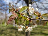 Natur 0020
